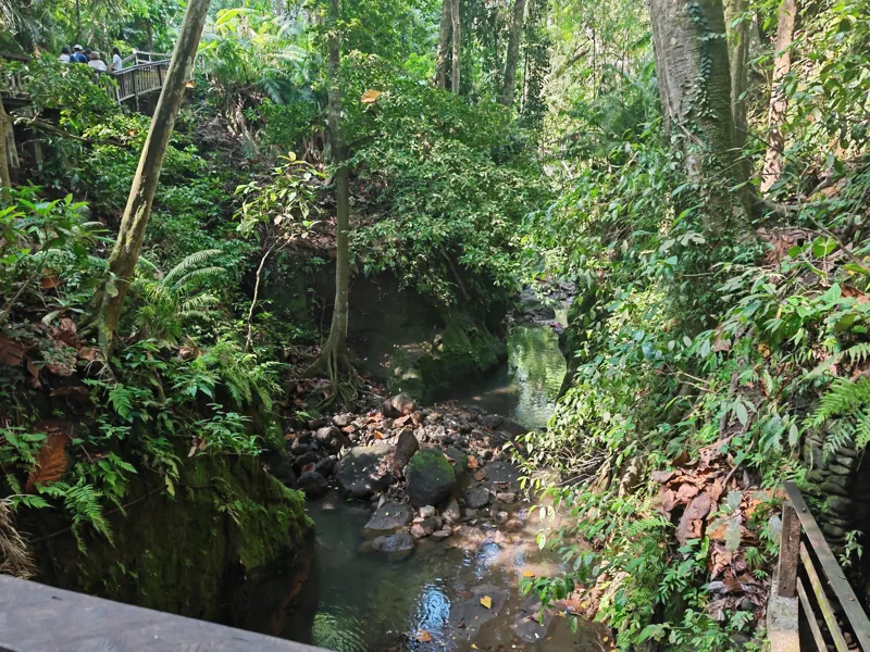 A shaded stream among dense tropical trees and stone paths